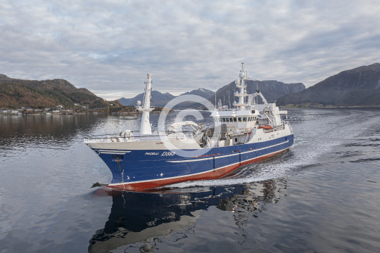 Pacelli 396